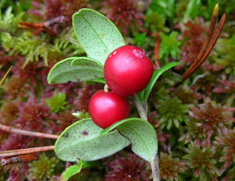 Vaccinium vitis-idaea / Mirtillo rosso